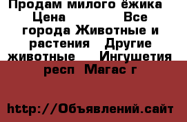Продам милого ёжика › Цена ­ 10 000 - Все города Животные и растения » Другие животные   . Ингушетия респ.,Магас г.